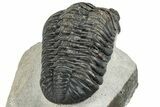 Pedinopariops Trilobite - Mrakib, Morocco #287699-5